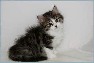 Female Siberian Kitten from Deedlebug Siberians